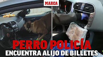 ¿Se droga a los perros policía?