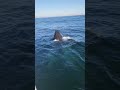 Capture de la vidéo I Swam With Whales