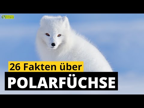 Video: Unterschied Zwischen Polarfuchs Und Indian Fox