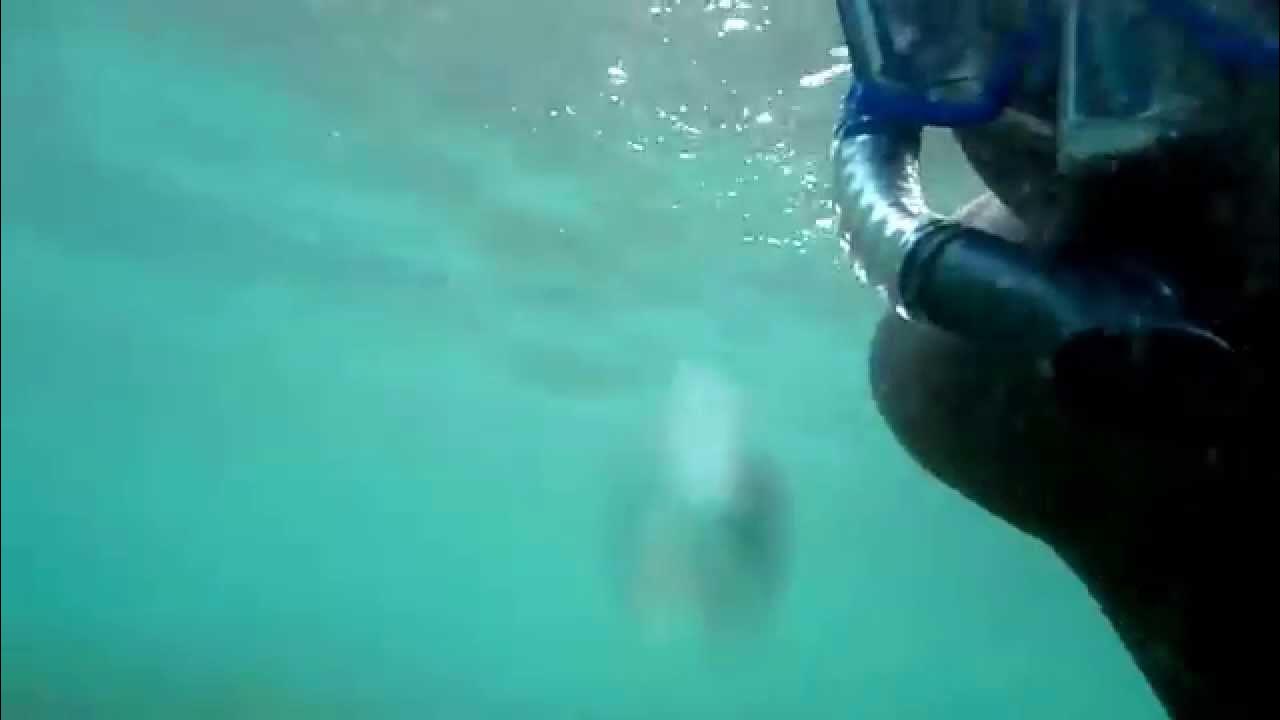 Snorkeling at Temple Beach , Laie Hawaii YouTube