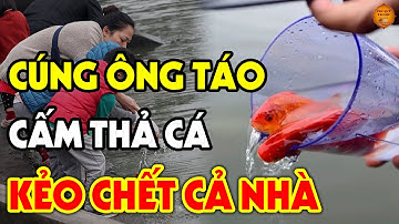 Sai Lầm Tuyệt Mệnh Khi Thả Cá Chép Ngày Ông Công Ông Táo Nếu Không Biết Đừng Làm Còn Hơn