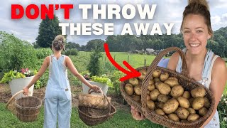 I Thought These Potatoes Were Ruined…