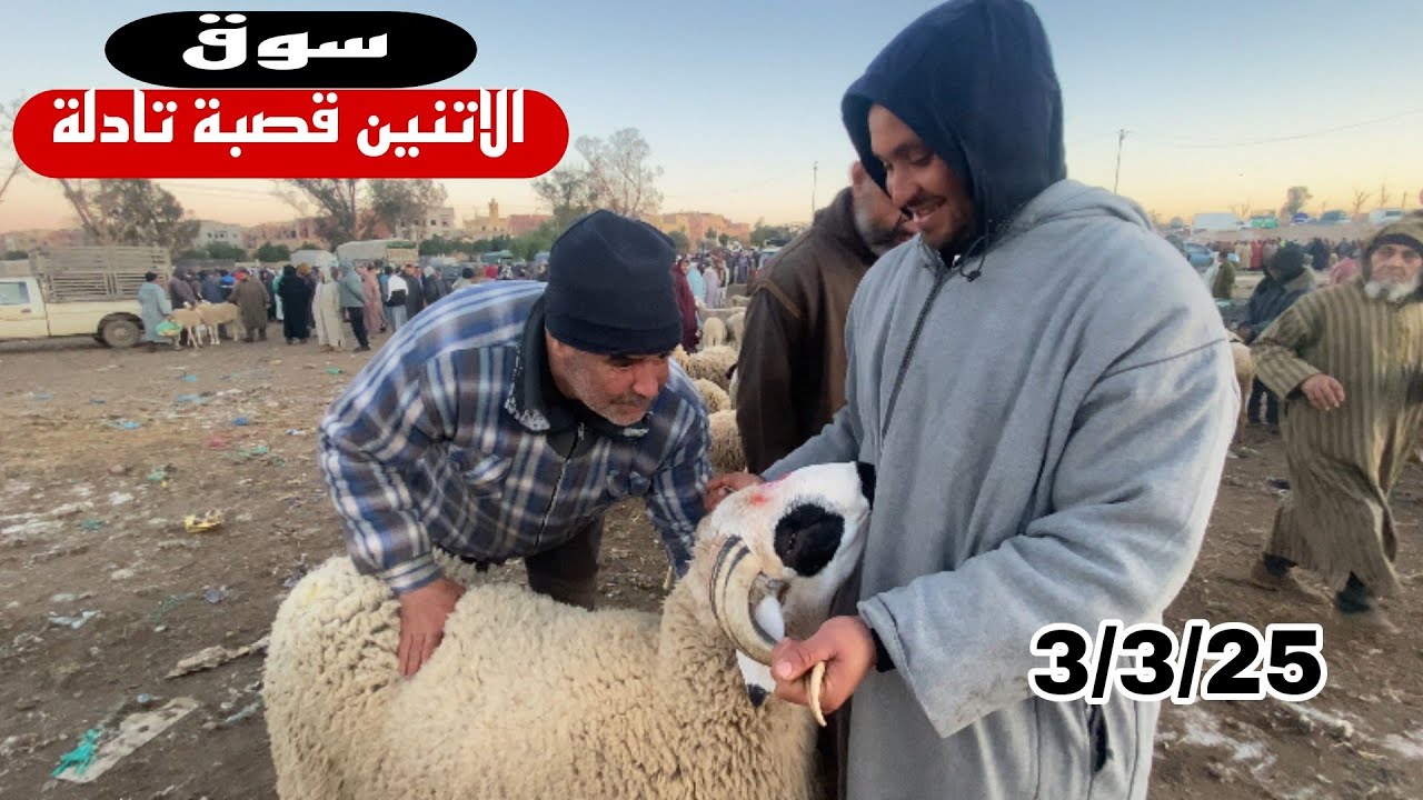 مباشرة من سوق الاتنين قصبة تادلة 3/3/25 أجي تشوف تالين واصل تمن ،🐏🐑🇲🇦