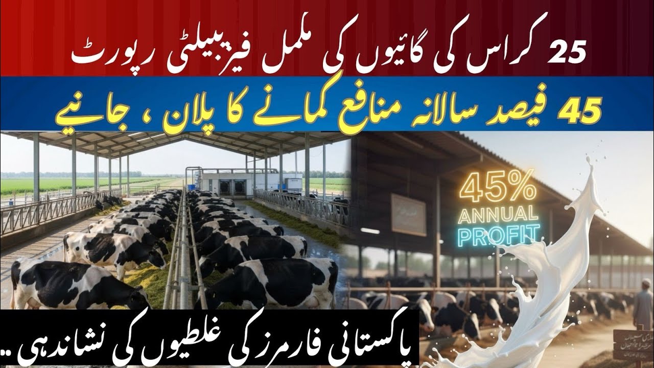 Feasibility report pf 25 crossbred cows by top Pakistan farmers II 45% profit in dairy farming 