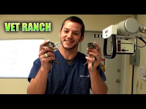 Video till Föräldralösa bebisekorrar räddade av veterinär