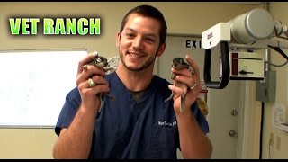 Orphaned Baby Squirrels Rescued