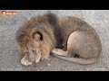 Рык львов прямо под ногами! Начались вечерние переклички! Тайган. Lions life in Taigan.