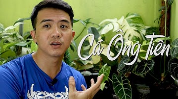 LÀM THẾ NÀO ĐỂ CHĂM SÓC TỐT CHO CÁ THẦN TIÊN ?