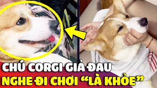 Chiếc Corgi nhõng nhẽo 'GIẢ BỆNH' lập tức khỏe lại khi nghe Sen nhắc đến 2 TỪ NÀY 😅 | Gâu Đần