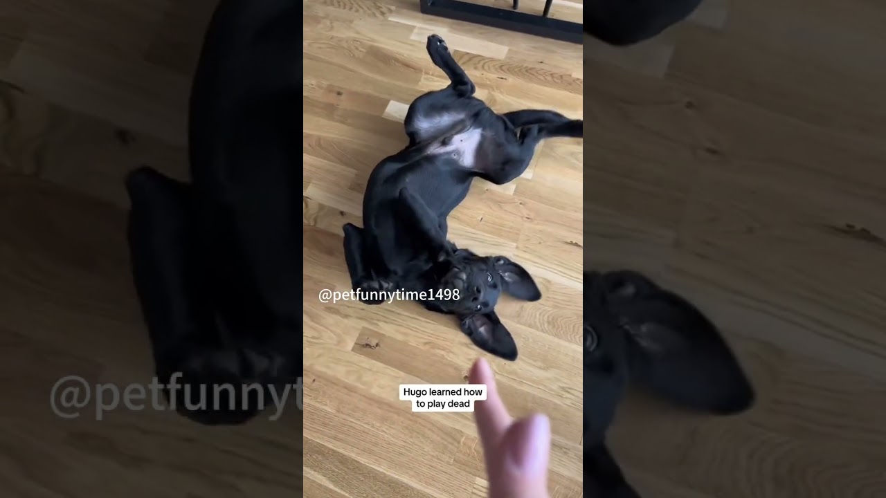Dog playing dead #funny #funnypets #dog #dogs