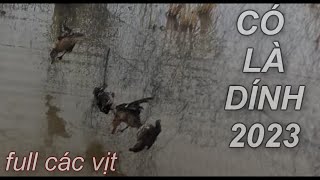 Tiếng Vịt Trời Tổng Hợp 2023 - Vịt Mỏ Khuyết , Vịt Cổ Xanh , Chuyên Bẫy Lưới Kinh Tế Đêm Chim Di Cư