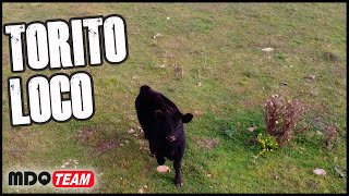 COMPRAMOS UN TORITO LOCO - ENCARO HASTA EL DRONE - VIDA CAMPESTRE