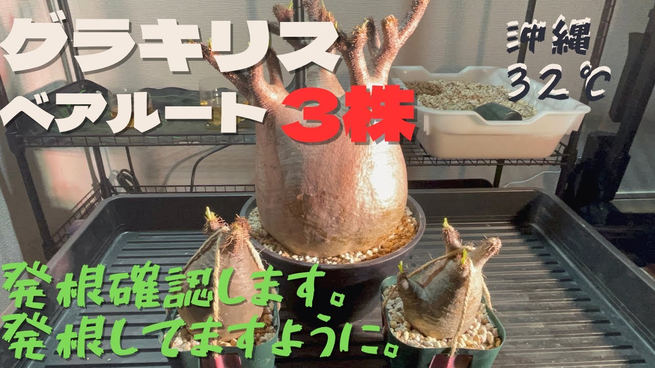 【塊根植物】グラキリス発根管理からの、発根確認。