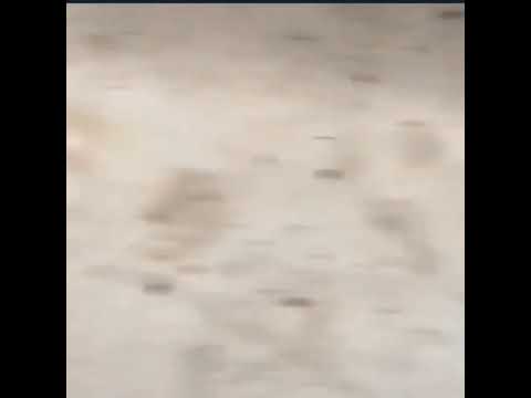 Fahk Whatever this is...