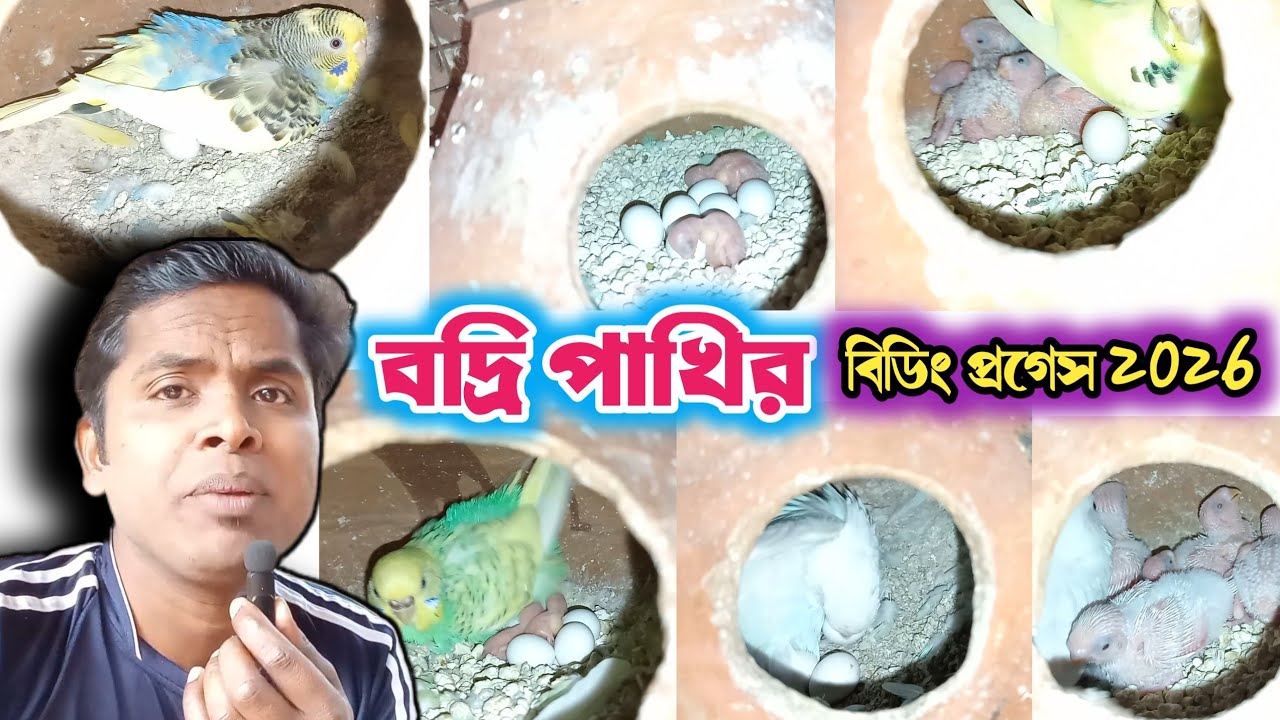 বদ্রি পাখির সুন্দর বিডিং প্রগেস 2026  Budgerigar Breeding Progress 2026