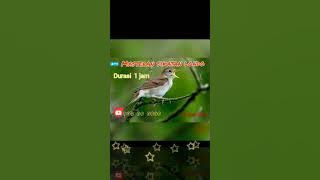 Masteran sikatan londo durasi 1jam