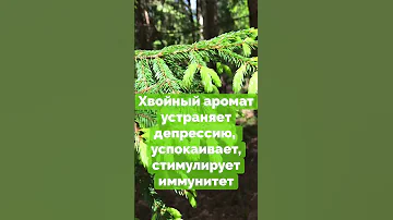 Воздух в хвойном лесу лечит от депрессии и усталости #Shorts