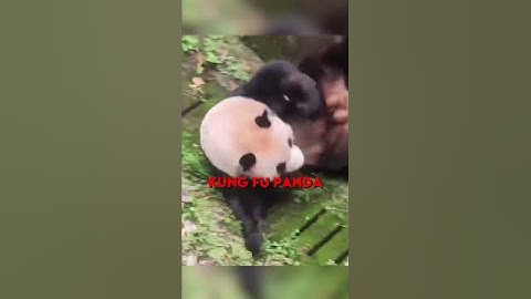 Pandas are so goofy 🤪❤️