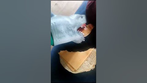 Shark Puppet eats hamburger