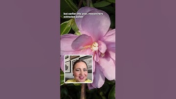 This is a 40 million-year-old flower preserved in amber #science #plants