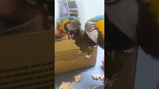 Its Time To SHRED ft. Amborro | Blank Park Zoo  #animals #wildlife #shorts