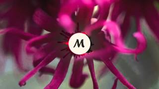 Paxel - Here And Now
