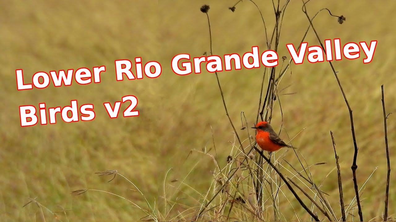 Lower Rio Grande Valley Wild Birds v2 - YouTube