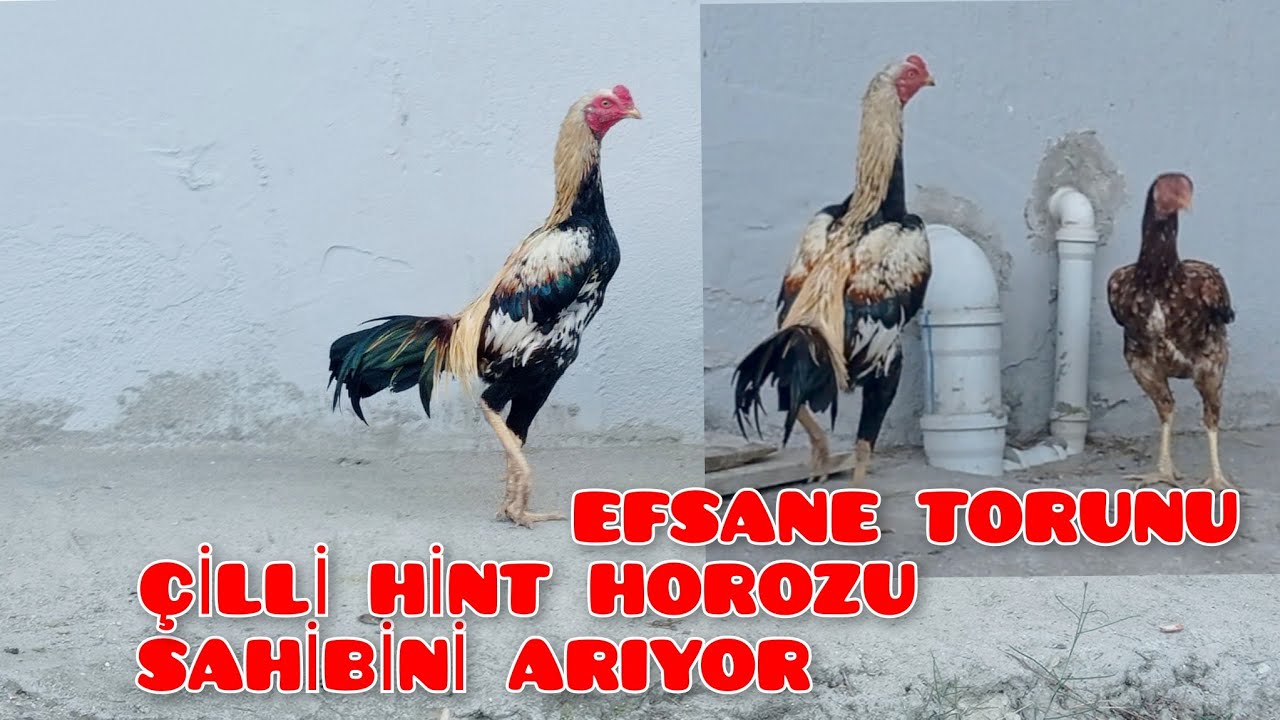 Hint Horozlarına sevdalı bir genç. Efsane Çilli Hint Horozu.