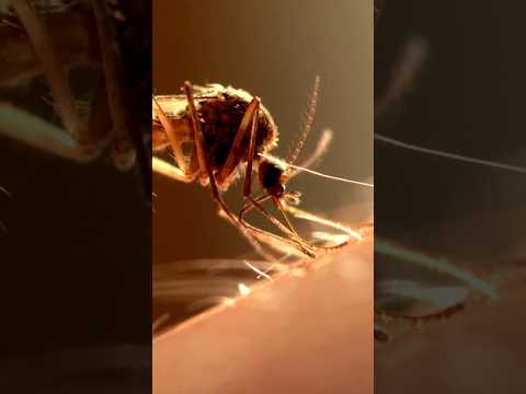The World's Deadliest