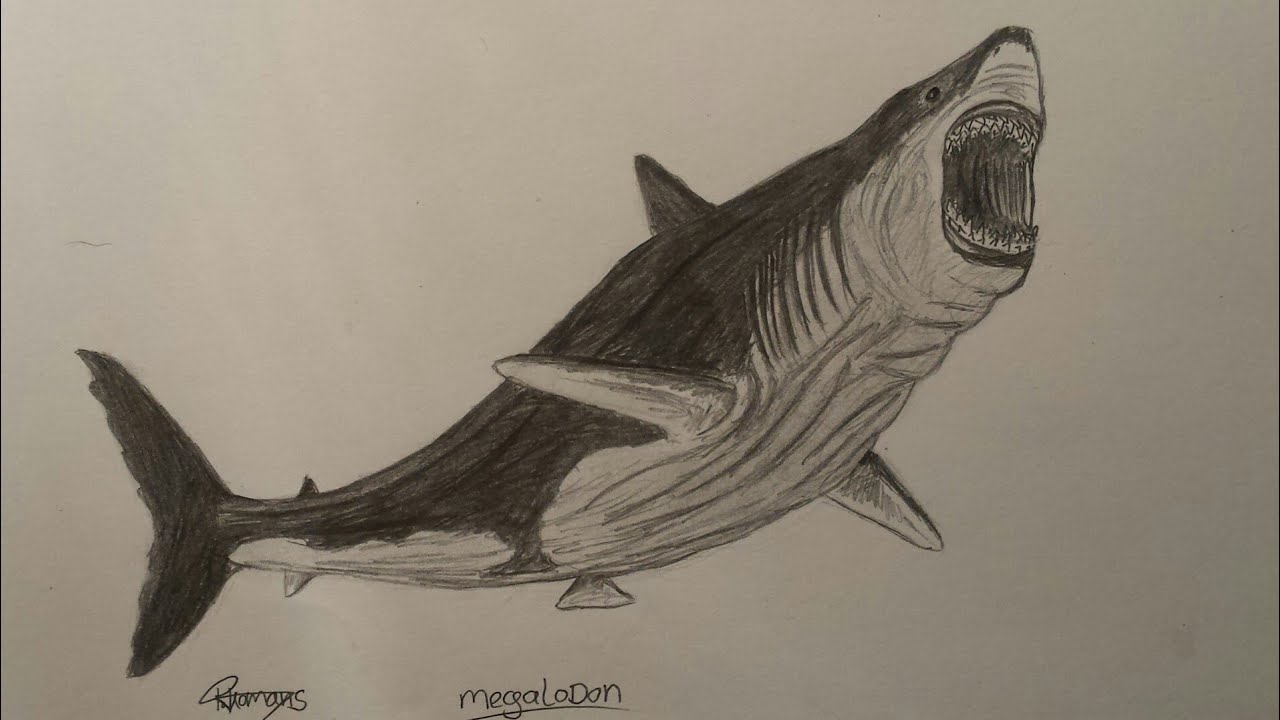 How to draw the Megalodon - YouTube