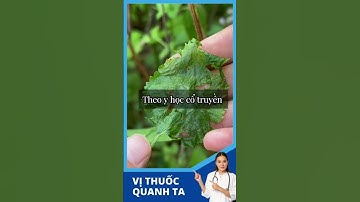 Hoa Cứt Lợn có tác dụng gì?