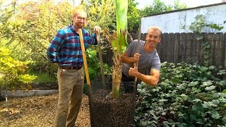 How to Protect a Banana Tree from Frost Damage