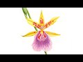 Cours débutant : dessinons une fleur ! Vidéo accélérée aux crayons de couleur