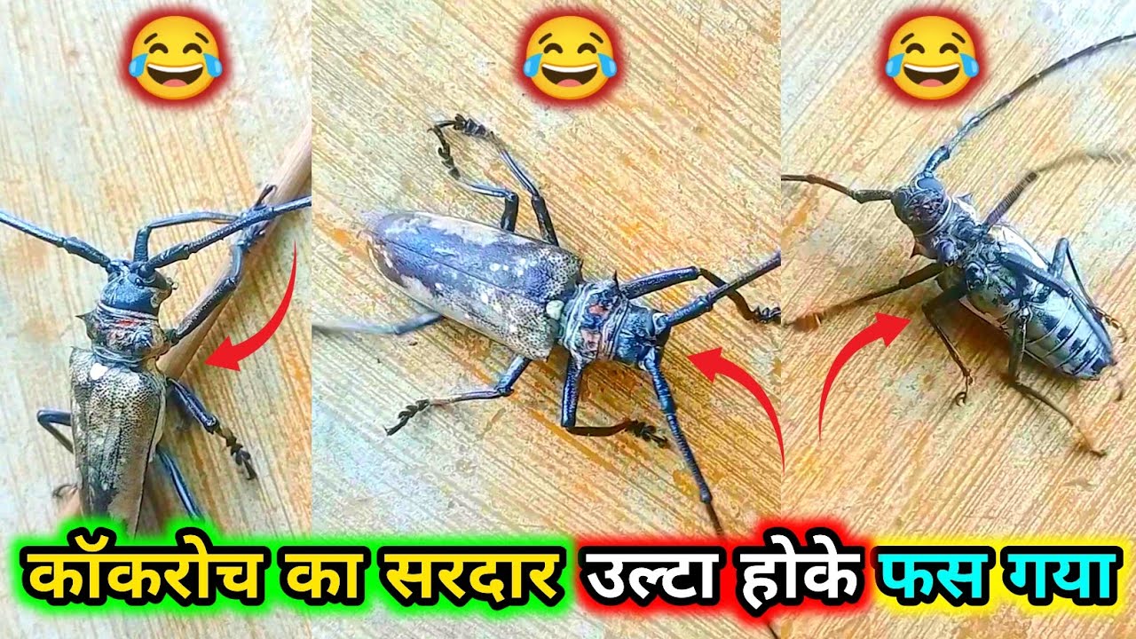 Cockroach ka sardar ulta hoke fas gaya 🤣 Animals funny video // Satka ...