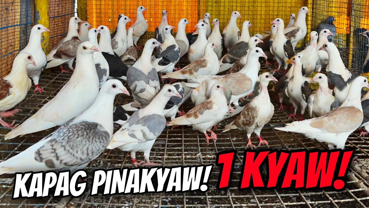 😱LUNGGA NG OFF COLOR PIGEON NADISKUBRE KO SA BIO PIGEON! 