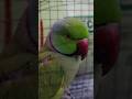 #talkingparrot #youtubeshorts