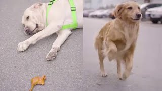 Domi the God Dog：The dog snatched the chicken leg and was hit by a car, it was for its friend