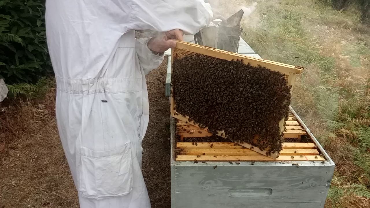 09-Lutte biologique contre varroa -III-. Tests de contrôle d'efficacité