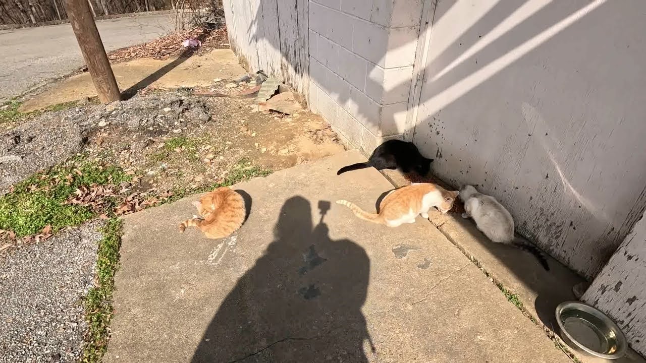 Meet The Cats Part 2 - The East Side Group Part 1