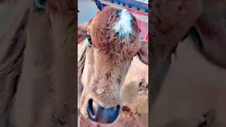 cute cow calf #maa 🤗🤗🤗