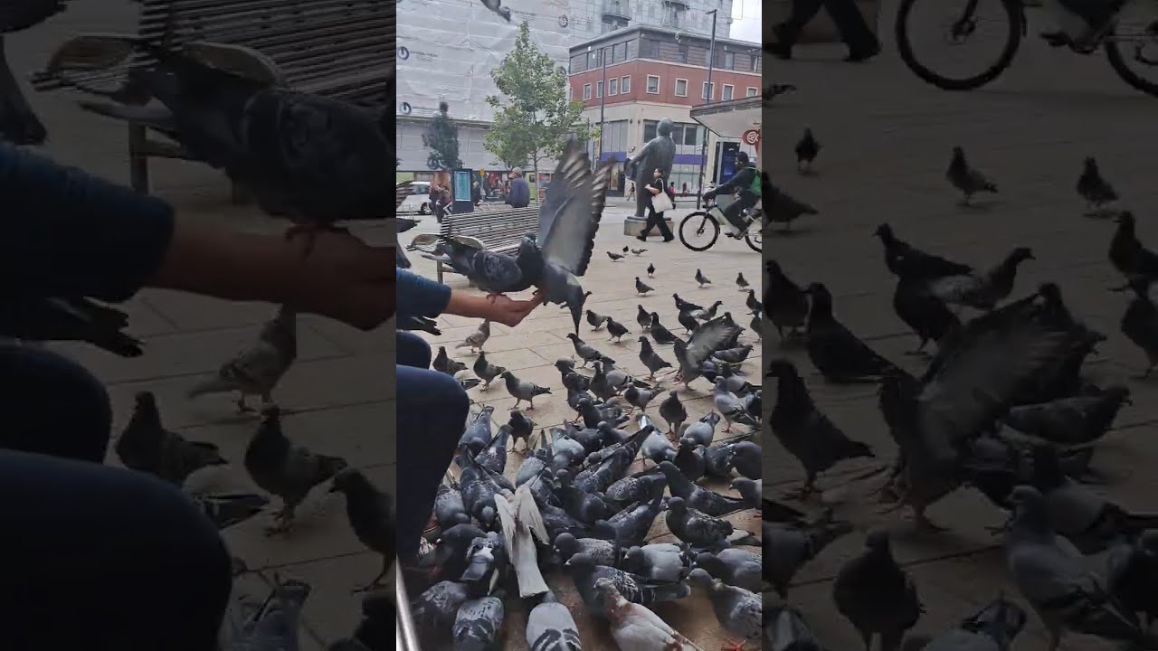 UK Pigeons |  Feeding Pigeon in UK