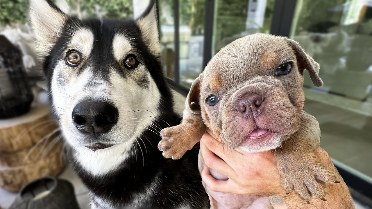Хаски встречает моих слепых щенков французского бульдога!