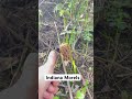 Indiana Morels season! Harvested the proper way #morels #morelmushrooms