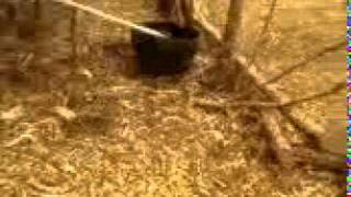 Matando A Galinha Diegão E Jojó