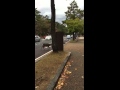 Nara deer crossing the road