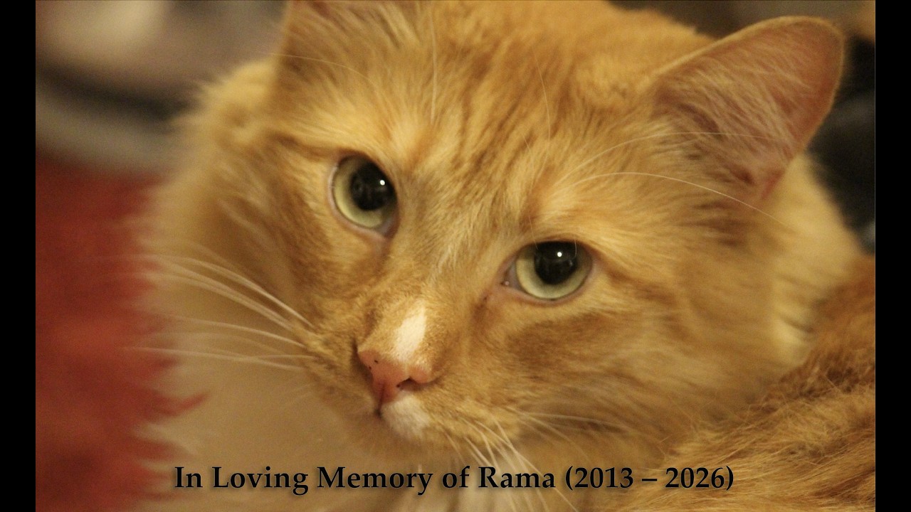 在 YouTube 上观看 In Loving Memory of Rama (2013 – 2026) 在 YouTube 上观看 In Loving Memory of Rama (2013 – 2026)
