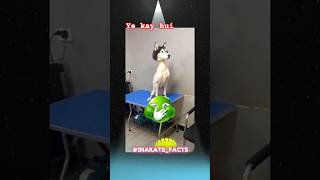 Animals Without Hair Look HORRIFYING 😱 | Scary Facts #shorts