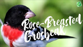 RoseBreasted Grosbeak Bird Sound | RoseBreasted Grosbeak Bird Song
