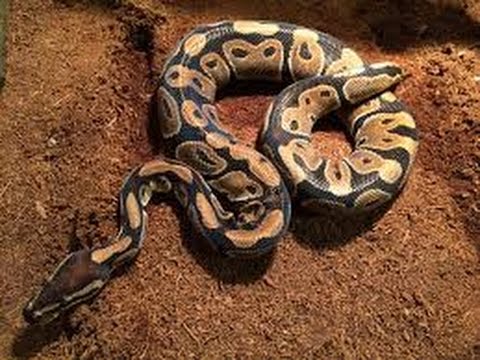 rock  pythan  in india must watch