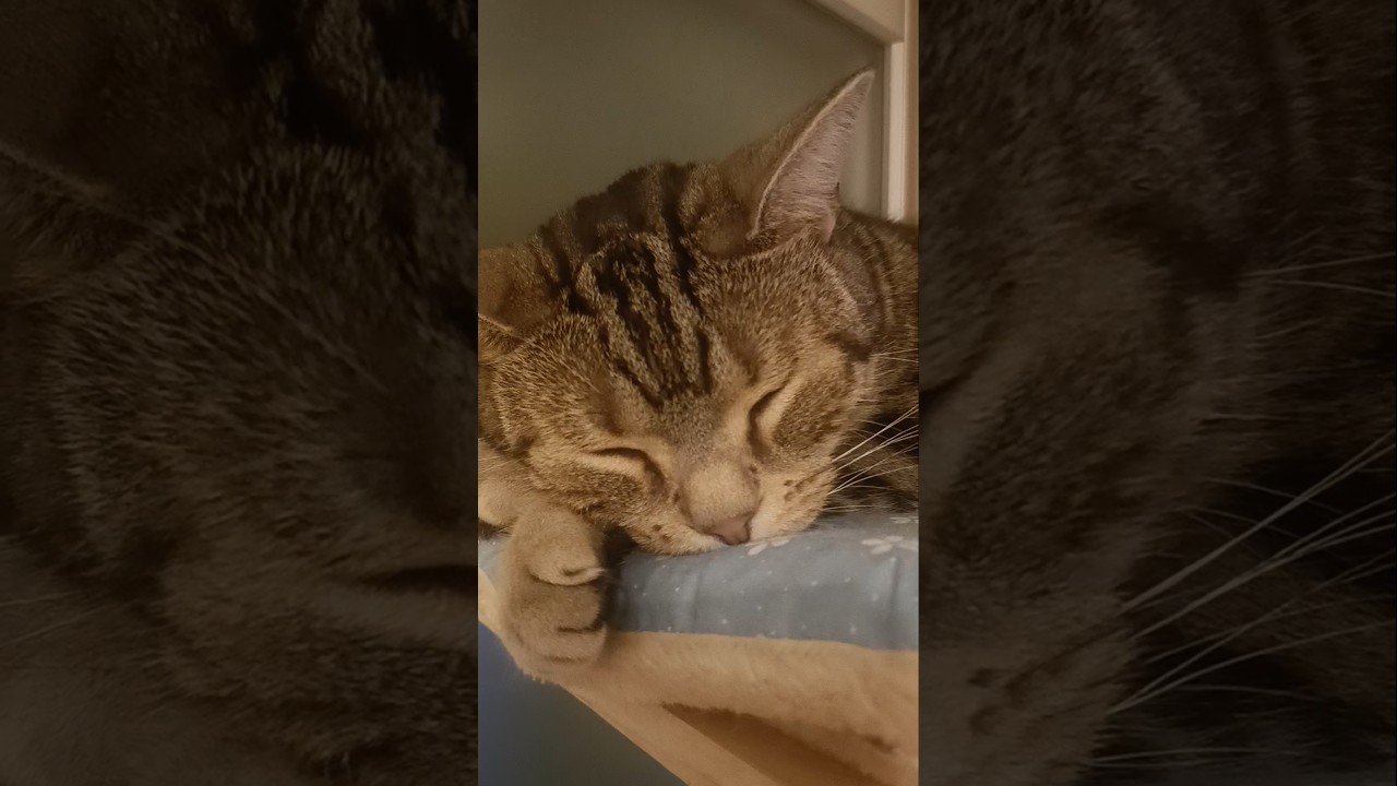 春の陽気で毎日眠たいです